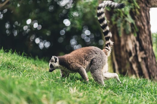 Ring-tailed lemur walking on grass in a natural habitat, surrounded by trees and foliage, showcasing its characteristic tail and natural behavior in the wild.