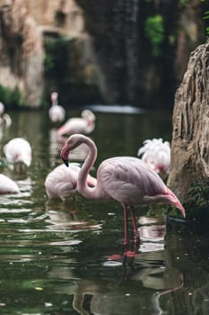 Flamingo standing gracefully in water, surrounded by lush greenery and rocky formations, showcasing its elegant posture and natural behavior in the wild.