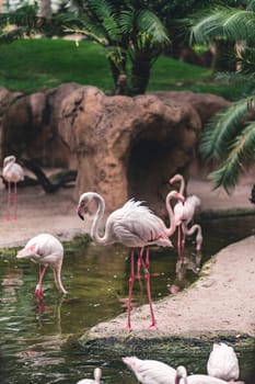 Group of flamingos wading in shallow water, surrounded by rocky formations and lush greenery, showcasing their natural behavior and serene habitat in the wild.
