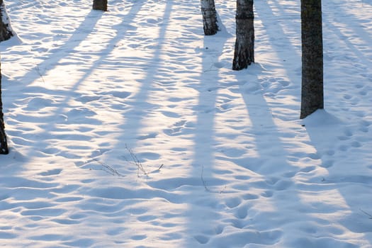 Snow surface in the forest with different traces and shadows from the trees.