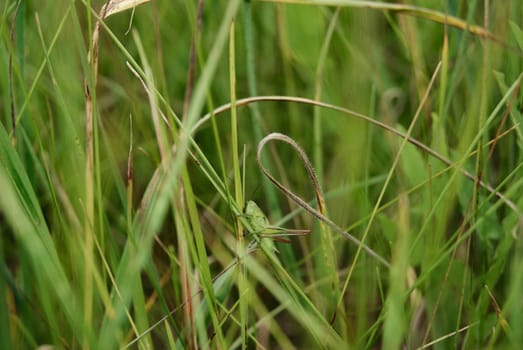 A green grasshopper hides amongst tall blades of grass, camouflaged by its surroundings.