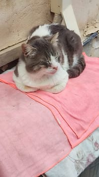 cat pet, animals nature, outdoor. High quality photo