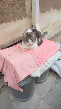 cat pet, animals nature, pink texture, building outdoor. High quality photo