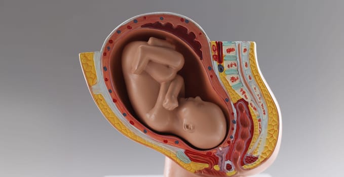 Close-up of human baby growth stages in nine month development, pregnancy stages. Belly and pregnancy period. Model of embryo, medicine, education concept