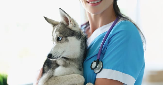 Close-up of veterinarian female smile and hold cute husky in arms. Adorable dog with pure blue eyes on appointment in vet. Animal friendly, clinic concept