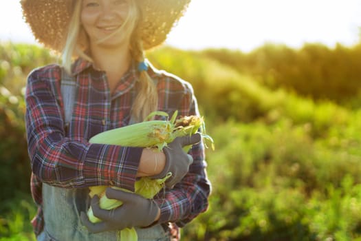 Woman gardener gathers corn in the summer garden. Collection of vegetables on the farm. healthy organic food.