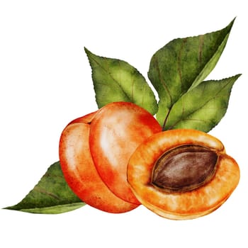 Apricot watercolor. Juicy realistic composition hand drawing of ripe fruit. Clip art on isolated white background. Ideal for logo, tags, stickers for natural food and cosmetics stores. High quality photo