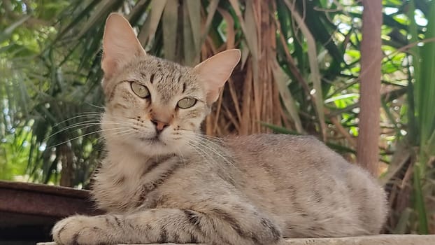 brown cat lying on the street, pets, animal, nature, green trees. High quality photo