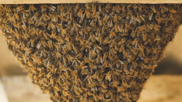 A hive of wild bees have attached themselves to the barn
