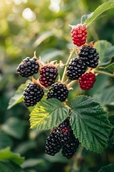 Blackberries grow in the garden. Ripe and unripe blackberries on a bush, food Generative AI,