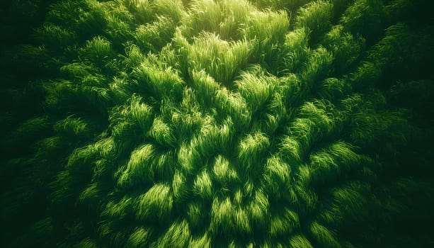 sunny grassy field for green natural plant background.