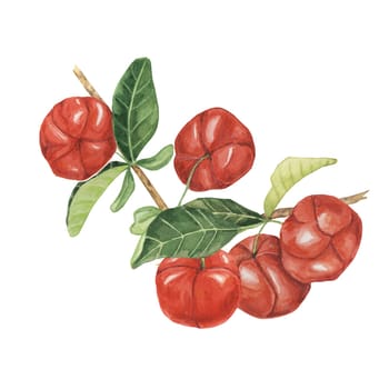 Acerola berries on the tree branch with green leaves, red Barbados cherry fruits bunch. Watercolor clipart suitable for natural product advertisements, botanical studies, and educational resources