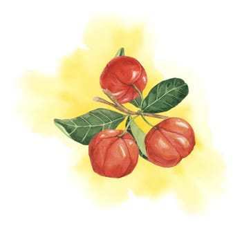 Acerola berries sprig on watercolor splash background, red Barbados cherry fruits bunch. Hand-painted clipart suitable for food blogs, gardening websites, and health magazines
