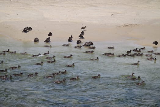 Ducks swimming in the North Sea and walking and standing at the beach
