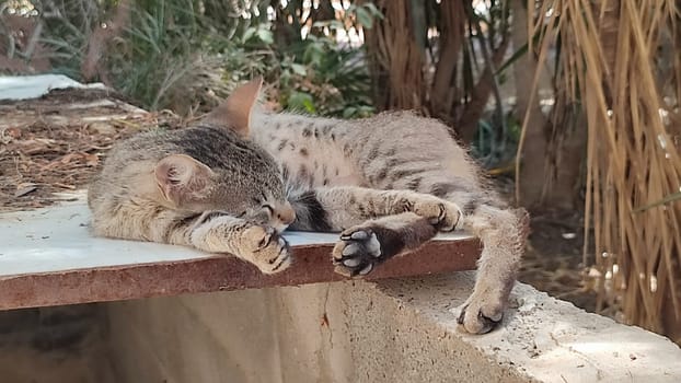 brown cat lying on the street, pets, animal, nature, green trees. High quality photo