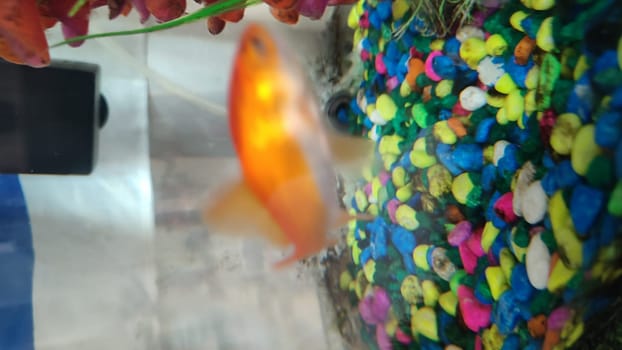 goldfish, colorful balls of pebbles in an aquarium in the water, objects, nature. High quality photo