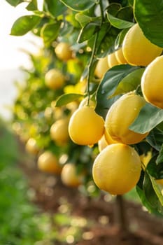 Close up of Lemons hanging from a tree in a lemon grove .food Generative AI,
