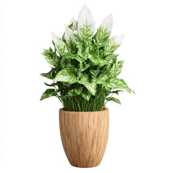 Arrowhead Plant green and white arrowhead shaped leaves shooting out from a wall mounted wooden. Plants isolated on transparent background.