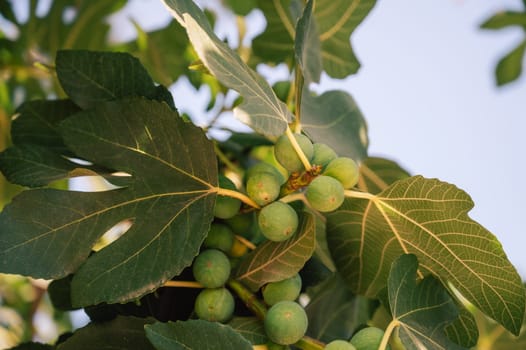 Growing Fig fruits on branches of a fig tree, beauty summer day