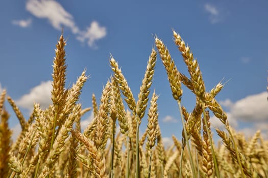field of ripe wheat before harvest against blue sky, bread production concept, selective focus