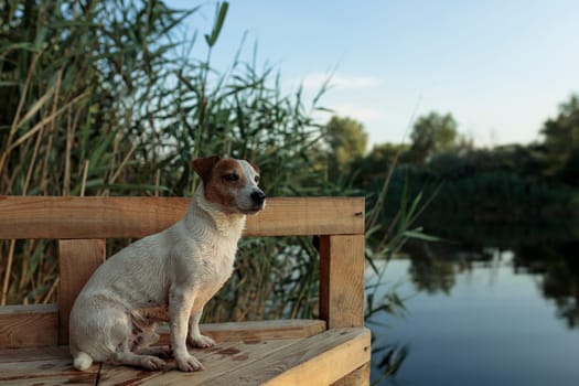 The dog Jack Rasa sits on a wooden bridge near the river to hunt ducks.