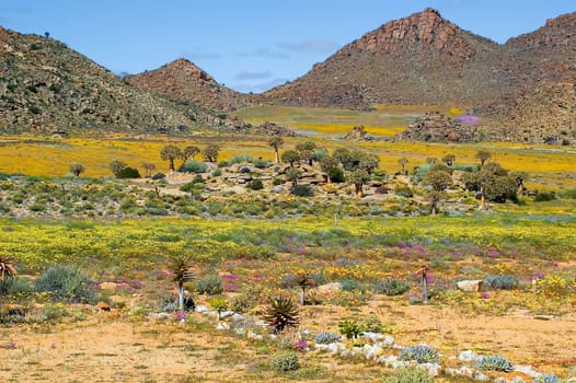 A rocky outcrop, with quiver trees, surrounded by wild flowers and hills, at Goegap Nature Reserve near the town of Springbok