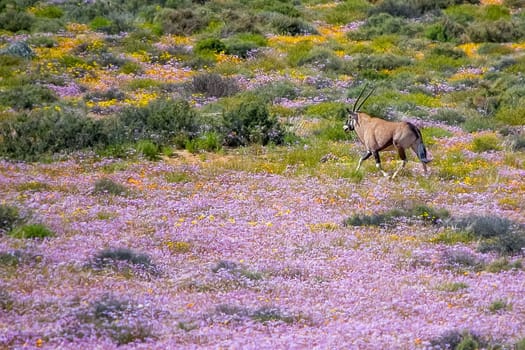 An oryx between wild flowers at the Goegap Nature Reserve near the town of Springbok, in the Northern Cape Namaqualand