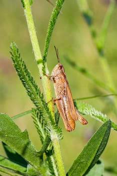 Macro photo of a brown grasshopper. Grasshopper close-up on green vegetation, macro photography.