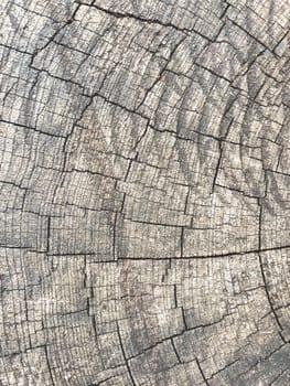 Abstract background from a tree intersection.