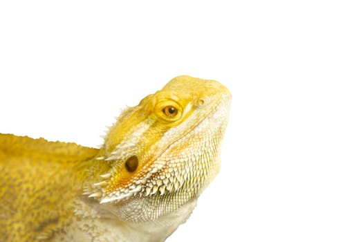 dragon lizard isolated on white background, reptiles