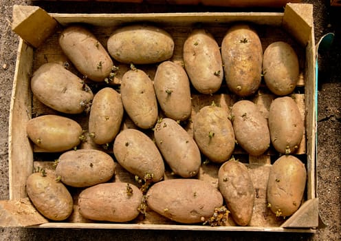 A close-up of a pile of russet potatoes with eyes and sprouts on a wooden table. The potatoes are various shades of brown and have a rough texture. The sprouts are small and green.