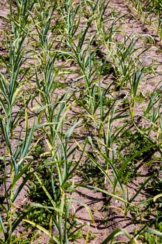 A close-up image of a row of green garlic plants growing in a garden bed. The plants are tall and healthy, with long, green leaves. The ground is dry and dusty, and the sun is shining brightly.