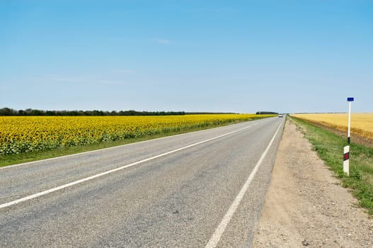 country road in the field.