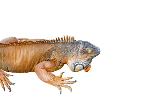lizard iguana isolated on white background, reptiles