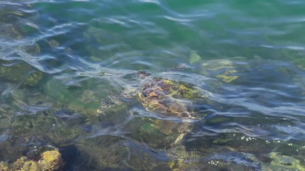 A slow-motion video captures a turtle surfacing to breathe and then diving underwater to search for food among rocks in the clear blue sea.