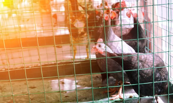 A group of stunning guinea fowls with vibrant plumage is seen in a market cage, captivating onlookers with their colorful patterns and curious expressions as they peer out.