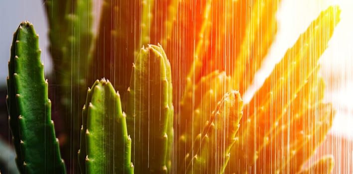 A close-up of a cactus plant being showered with golden light, creating a radiant and beautiful scene.