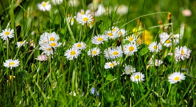 A picturesque field filled with blooming white daisies with vibrant yellow centers, contrasting against the lush green grass under the bright sun in a serene outdoor setting.