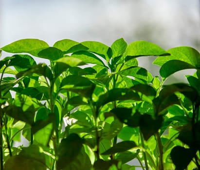 A close-up view of a row of vibrant green plants thriving in an indoor garden setting. The plants are bathed in natural light, showcasing their healthy foliage and the flourishing nature of indoor gardening.