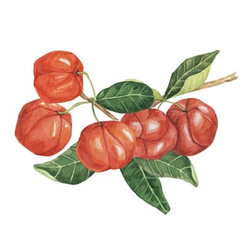 Acerola berries on the tree branch with green leaves, red Barbados cherry fruits bunch. Watercolor clipart suitable for use in health-related publications, recipe cards, and educational posters.