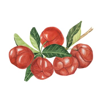 Acerola berries on the tree branch with green leaves, red Barbados cherry fruits bunch. Watercolor clipart suitable for food packaging, health brochures, and recipe websites