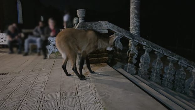 Nighttime video of a maned wolf at Caraza Sanctuary, hesitating to leave after eating, with blurred observers watching the human-wildlife interaction.