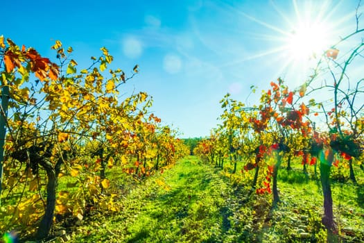 Autumnal harvested vineyard backlit with bright red foliage photographed against the blue sky near Avignon