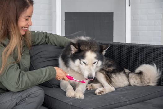 young mixed race woman trying to brush the teeth of Siberian Husky, the dog is naughty and bites the toothbrush,owner plays with the pet