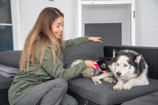 young mixed race woman trying to brush the teeth of Siberian Husky, the dog is naughty and bites the toothbrush,owner plays with the pet