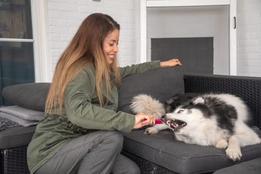 young mixed race woman trying to brush the teeth of Siberian Husky, the dog is naughty and bites the toothbrush,owner plays with the pet