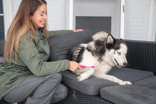 young mixed race woman trying to brush the teeth of Siberian Husky, the dog is naughty and bites the toothbrush,owner plays with the pet, motion blur
