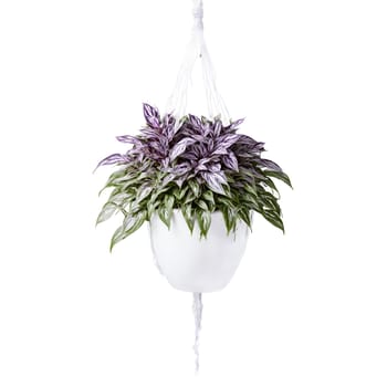 Wandering Jew trailing plant with purple and silver striped leaves in a white ceramic hanging. Plants isolated on transparent background.