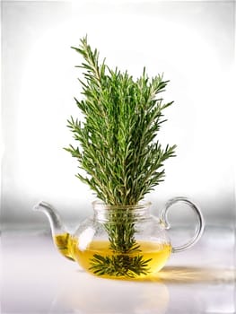 Rosemary tea glass teapot needle like leaves light green infusion memory booster. Drink isolated on transparent background.