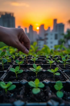 Close-up of hands planting young green seedlings in urban garden beds with a cityscape sunrise in the background